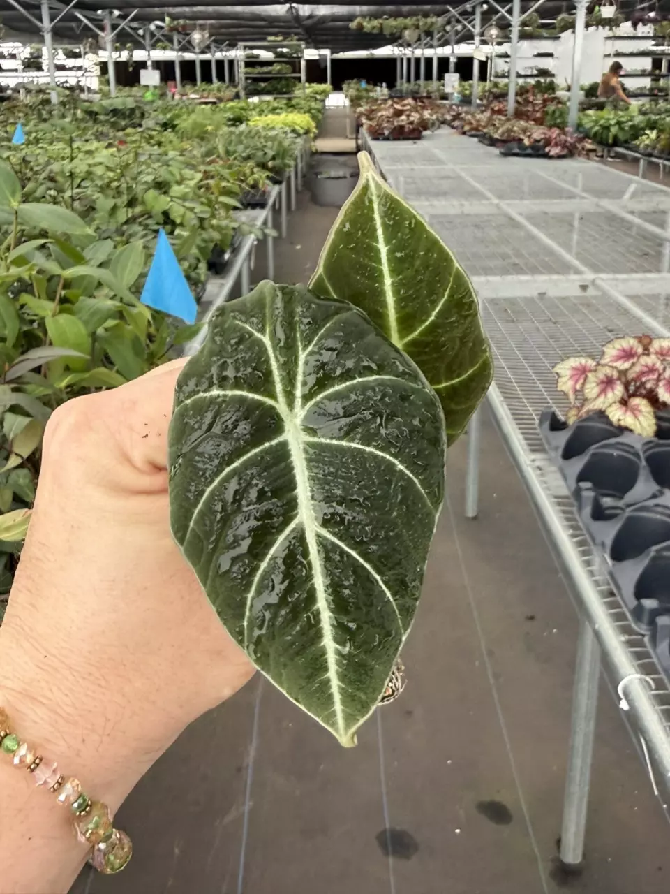 Exact Plant Alocasia Black Velvet Specific Starter 8426RSP  | F thumbnail