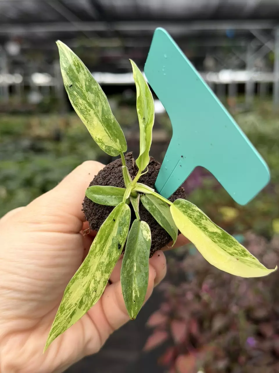 Philodendron FL Beauty x Tortum Variegated Specific Starter 8566DAP | F thumbnail