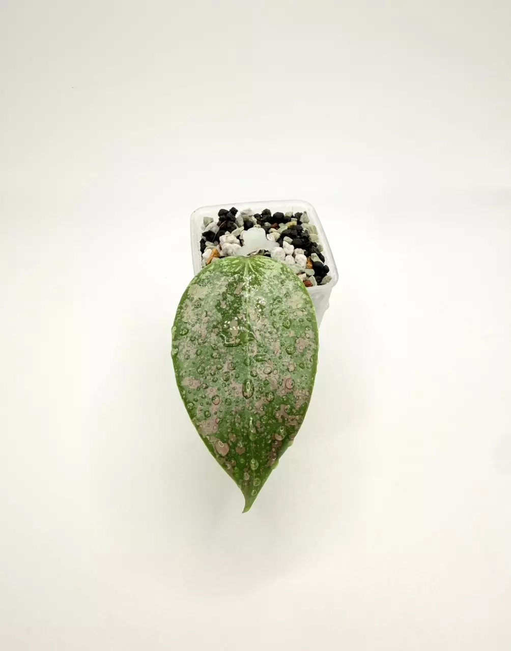 Hoya Wibergiea Pink Crush DMW-001-U (rooted) thumbnail