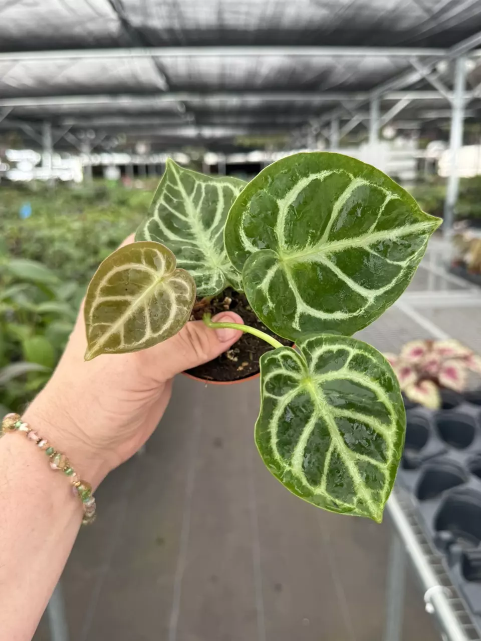 Exact Plant Anthurium Dorayaki x Dressleri Specific 4” Pot 8424RSP | F | thumbnail