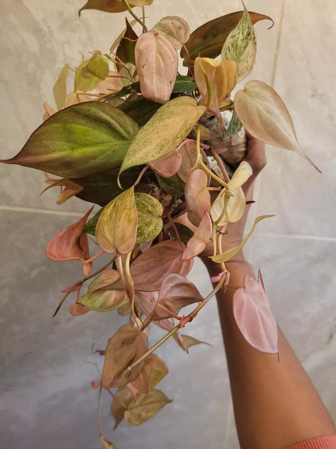 Philodendron micans strawberry pink variegated (CUTTING) thumbnail