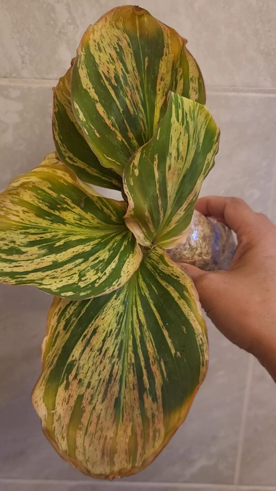Kaempferia sp  variegated thumbnail