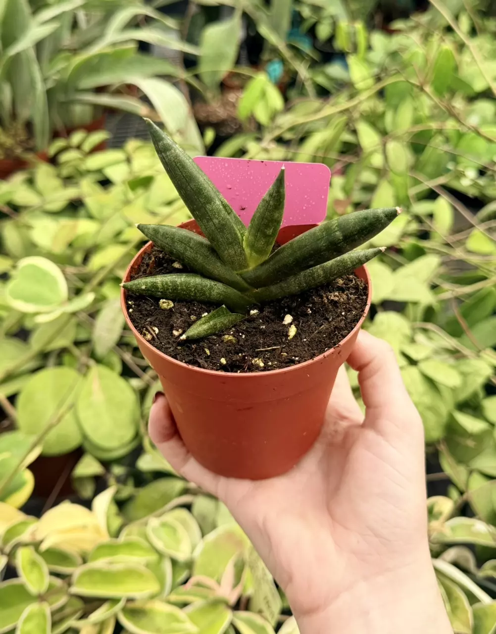 Sansevieria Boncellensis Black Specific 4” Pot 8741FEP | F thumbnail