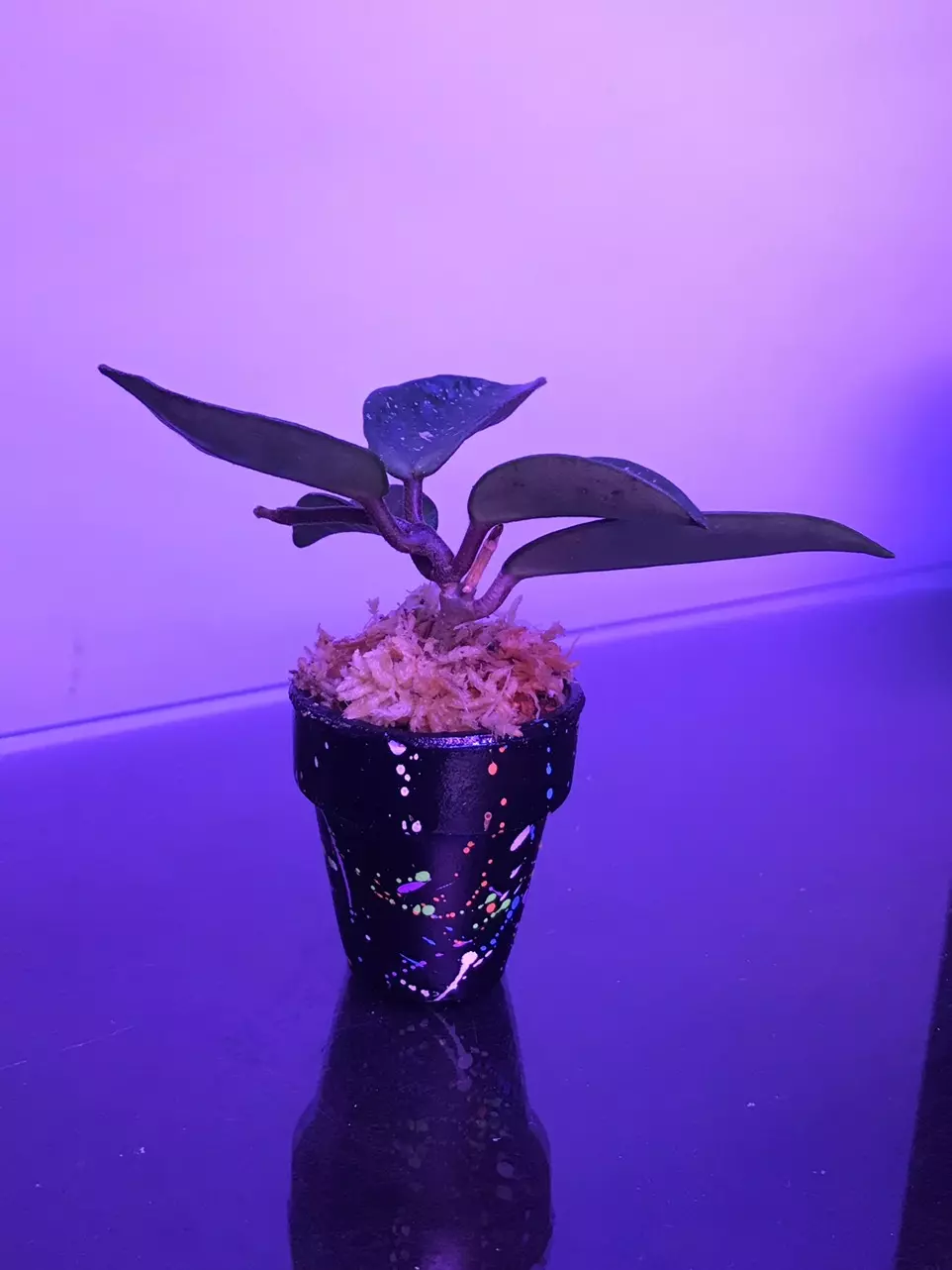 Hoya carnosa Stardust in a custom splatter painted mini terra cotta pot thumbnail