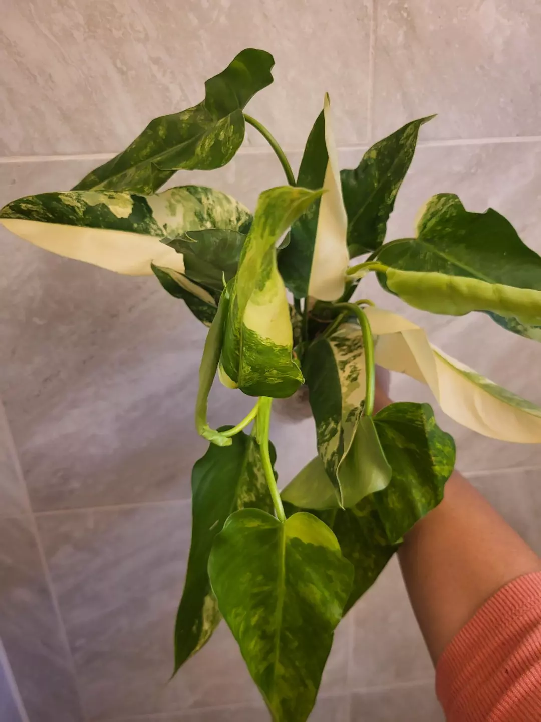 Philodendron domesticum variegated thumbnail
