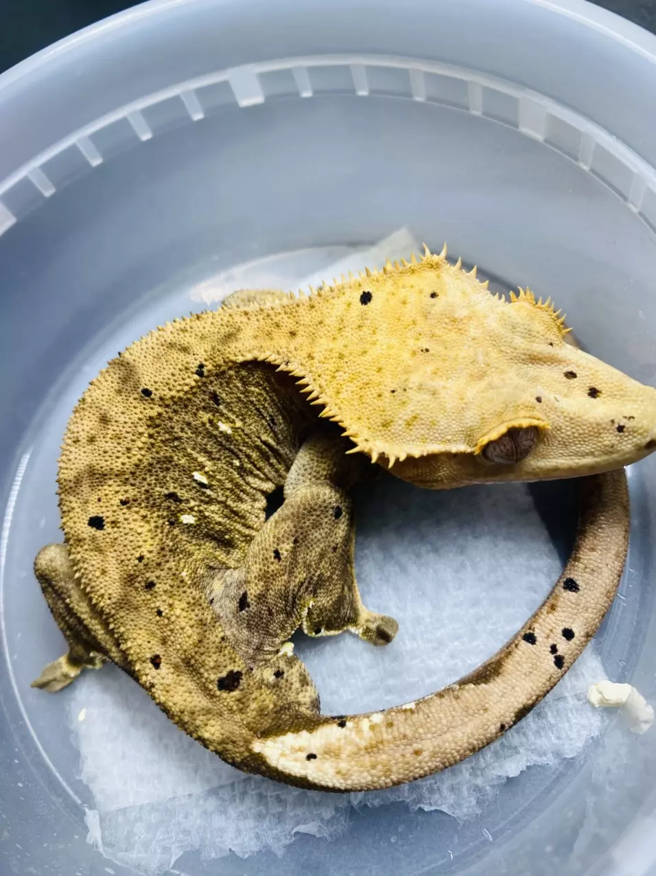 Yellow Tiger Dalmation 30g (M) BB1 thumbnail