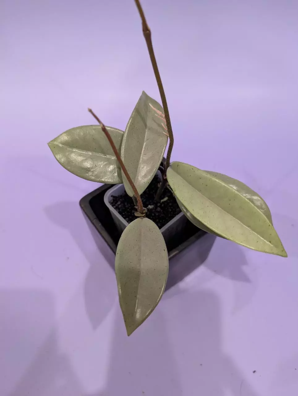 Hoya carnosa Wilbur Graves Silver (2x in one pot) thumbnail