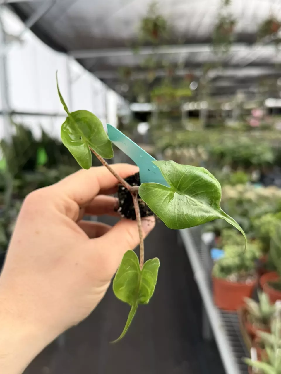 Alocasia Stingray Specific Starter 8584DAP | F thumbnail