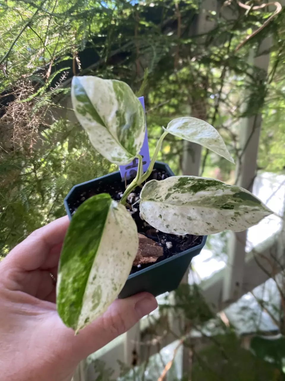 Epipremnum Hanoman Bali Sp thumbnail