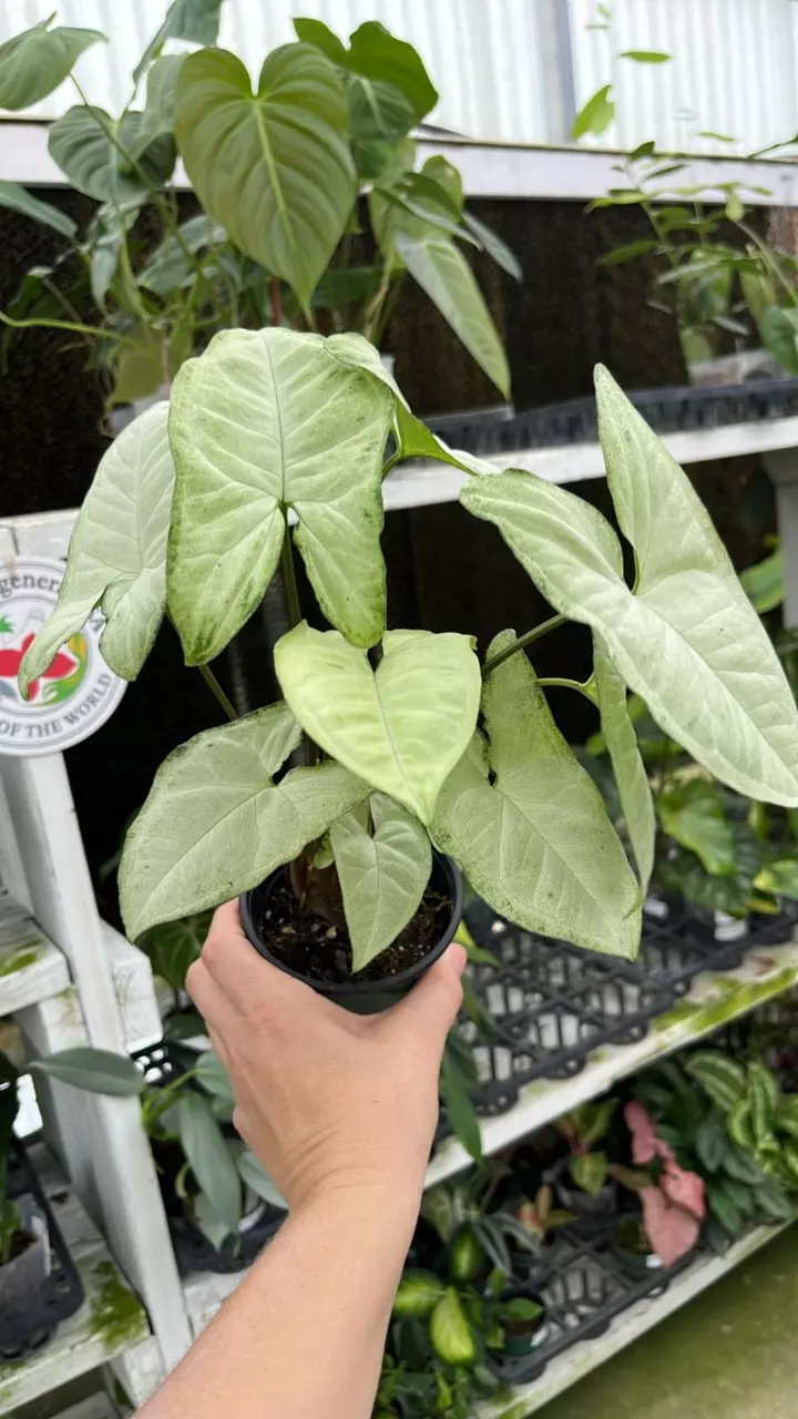 A583 Syngonium panda thumbnail
