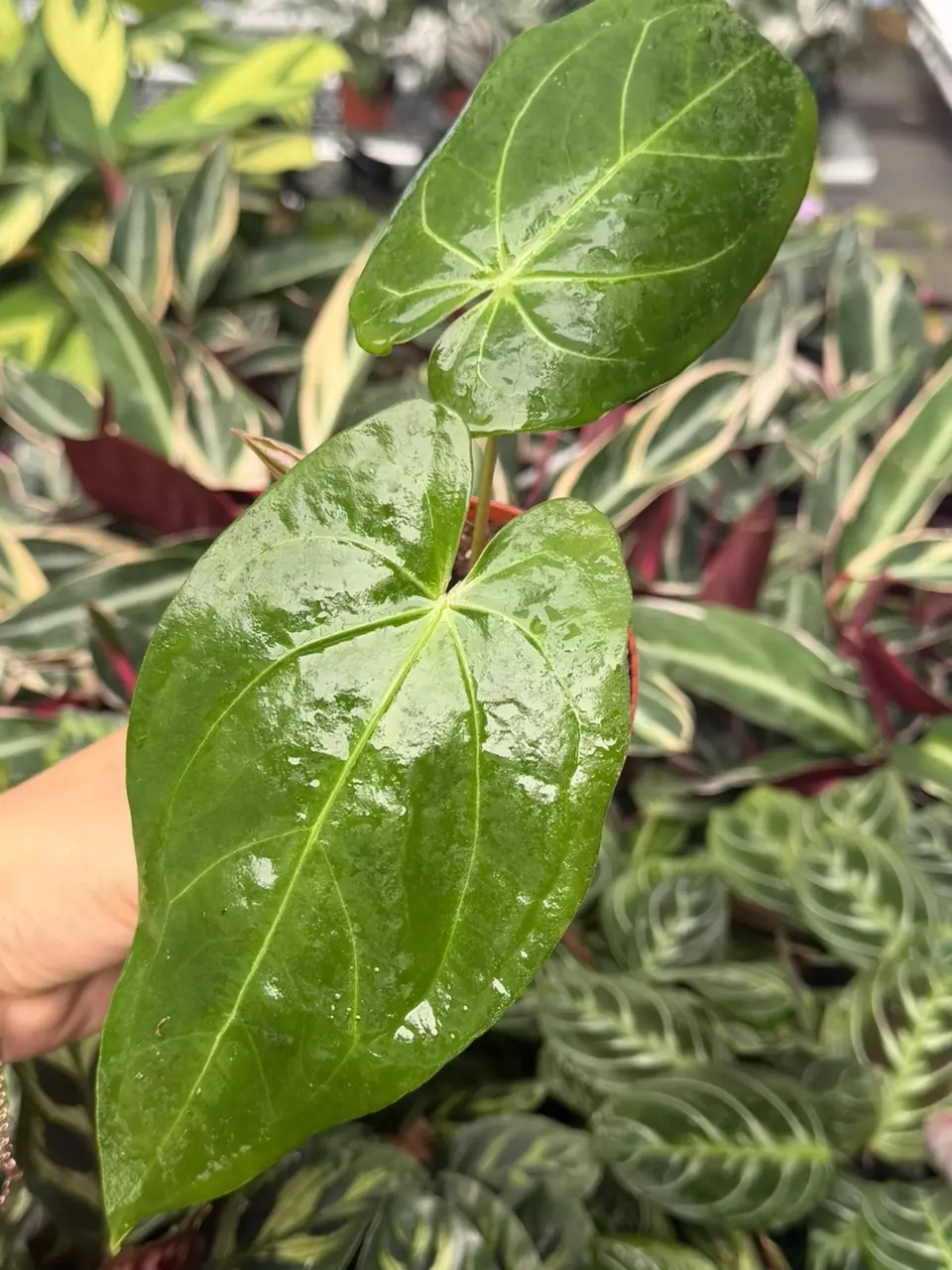 Anthurium Legend x Ferrari Specific 4” Pot 8845HMP | F thumbnail
