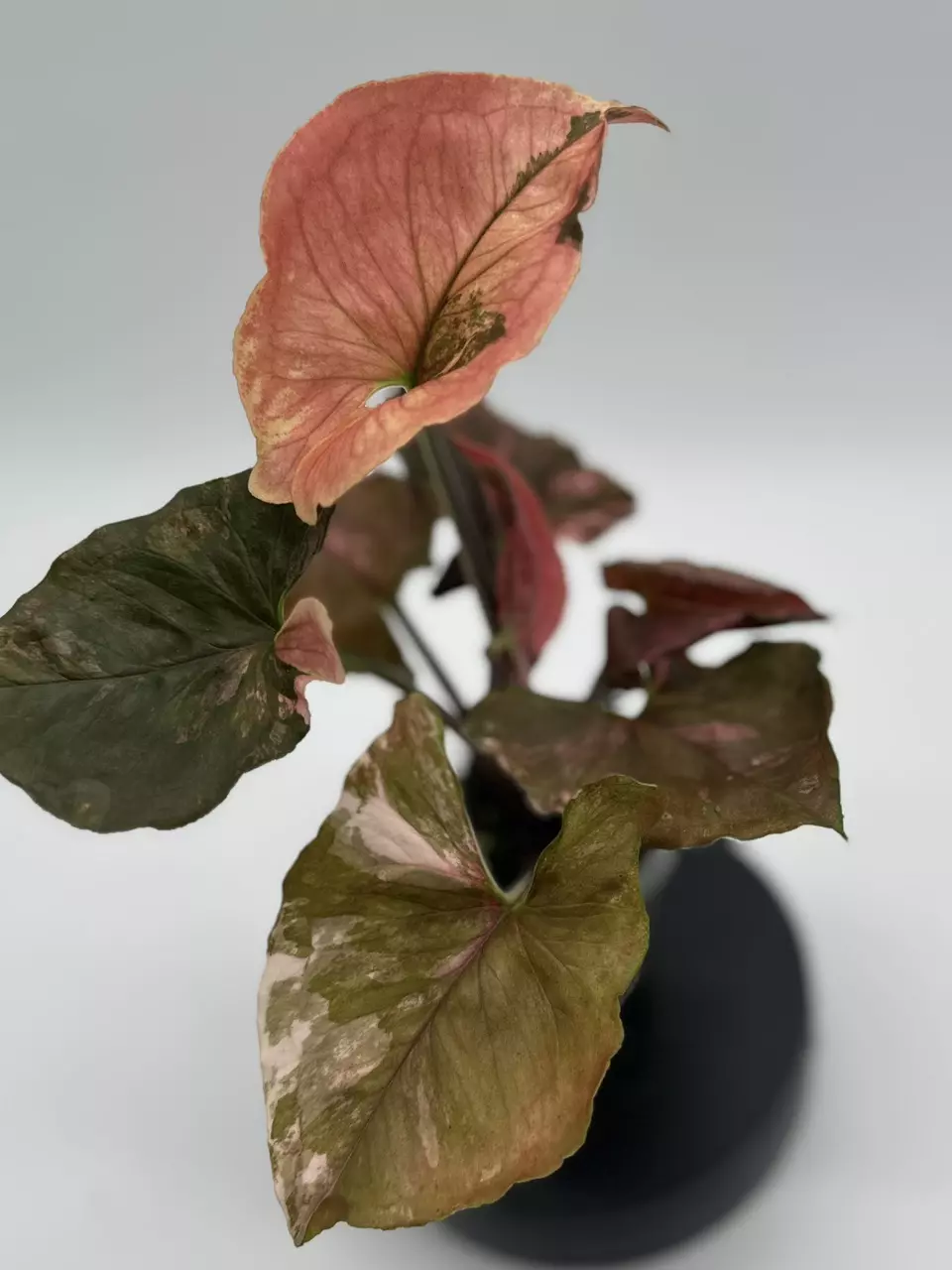 Syngonium Strawberry Ice Galaxy thumbnail