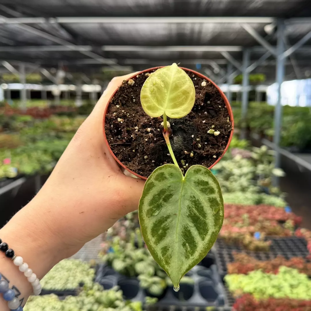 Anthurium Silver Butterfly x Waroq Specific 4” Pot 8962ZSP | F | thumbnail