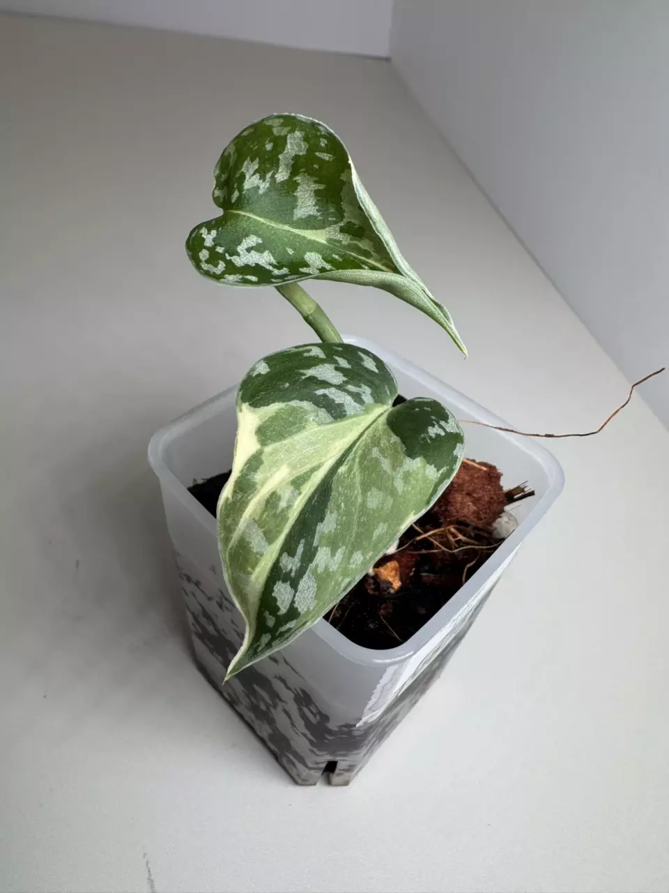 Scindapsus Mayari 0875 thumbnail