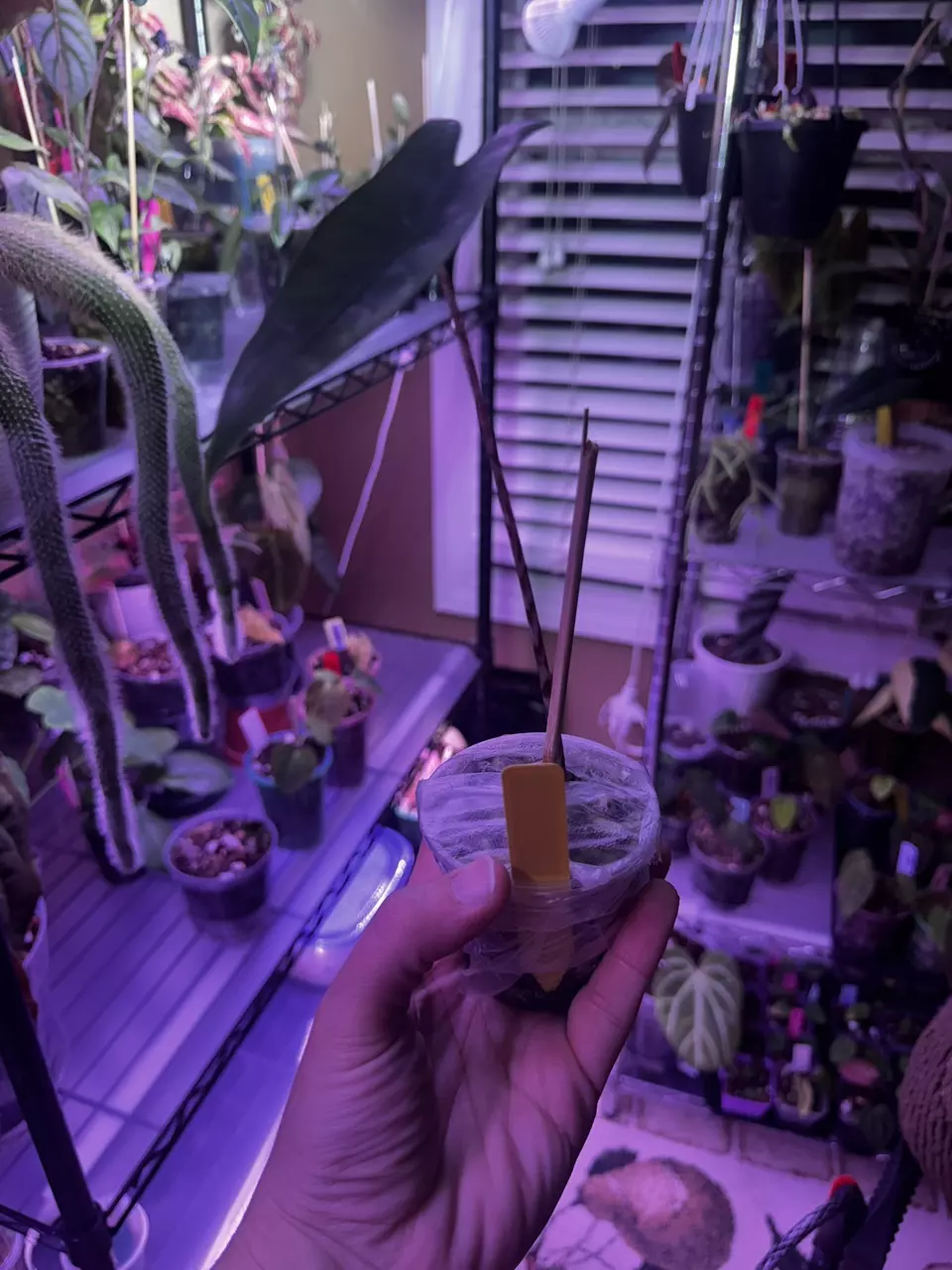 Alocasia Zabrina thumbnail