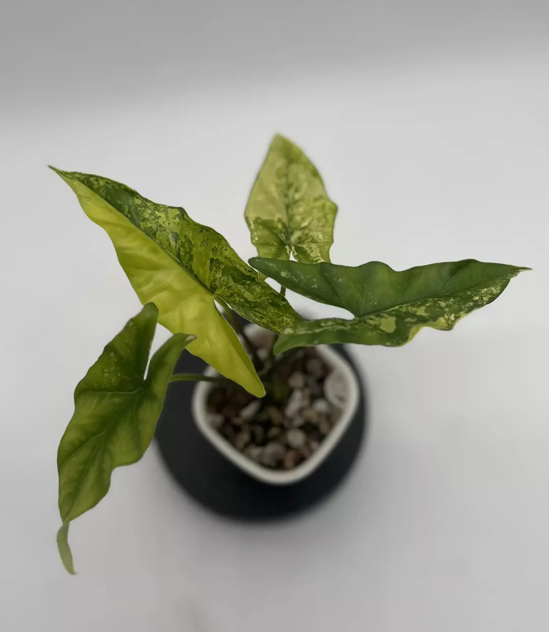 Alocasia Simpo Aurea thumbnail