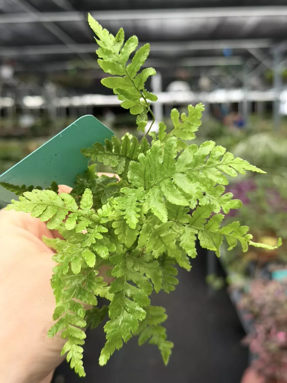 Autumn Brilliance Fern Specific Starter 8543DAP | F thumbnail