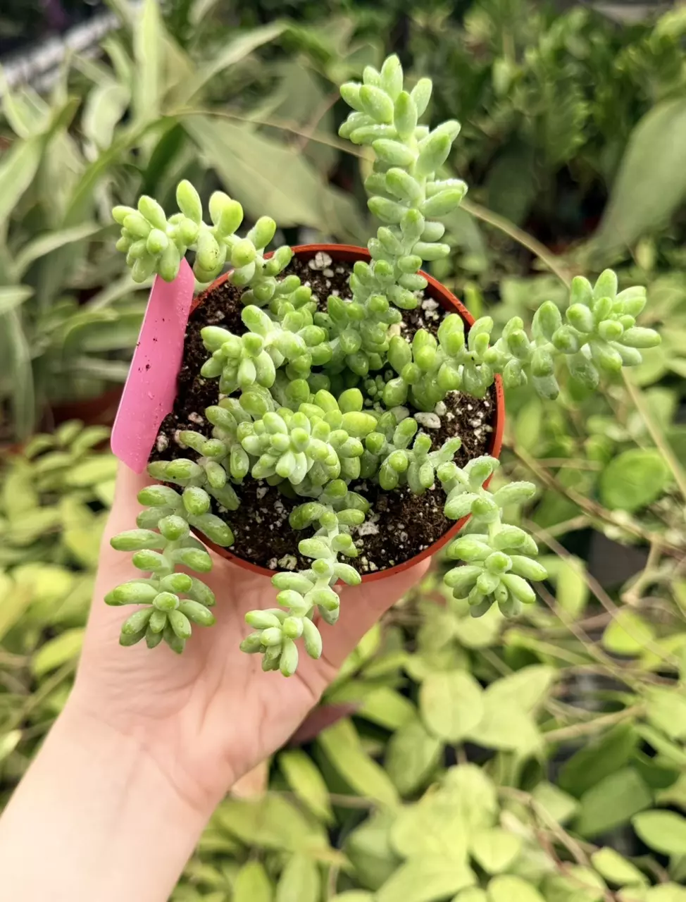 Burros Tail Specific 4” Pot 8742FEP | F thumbnail