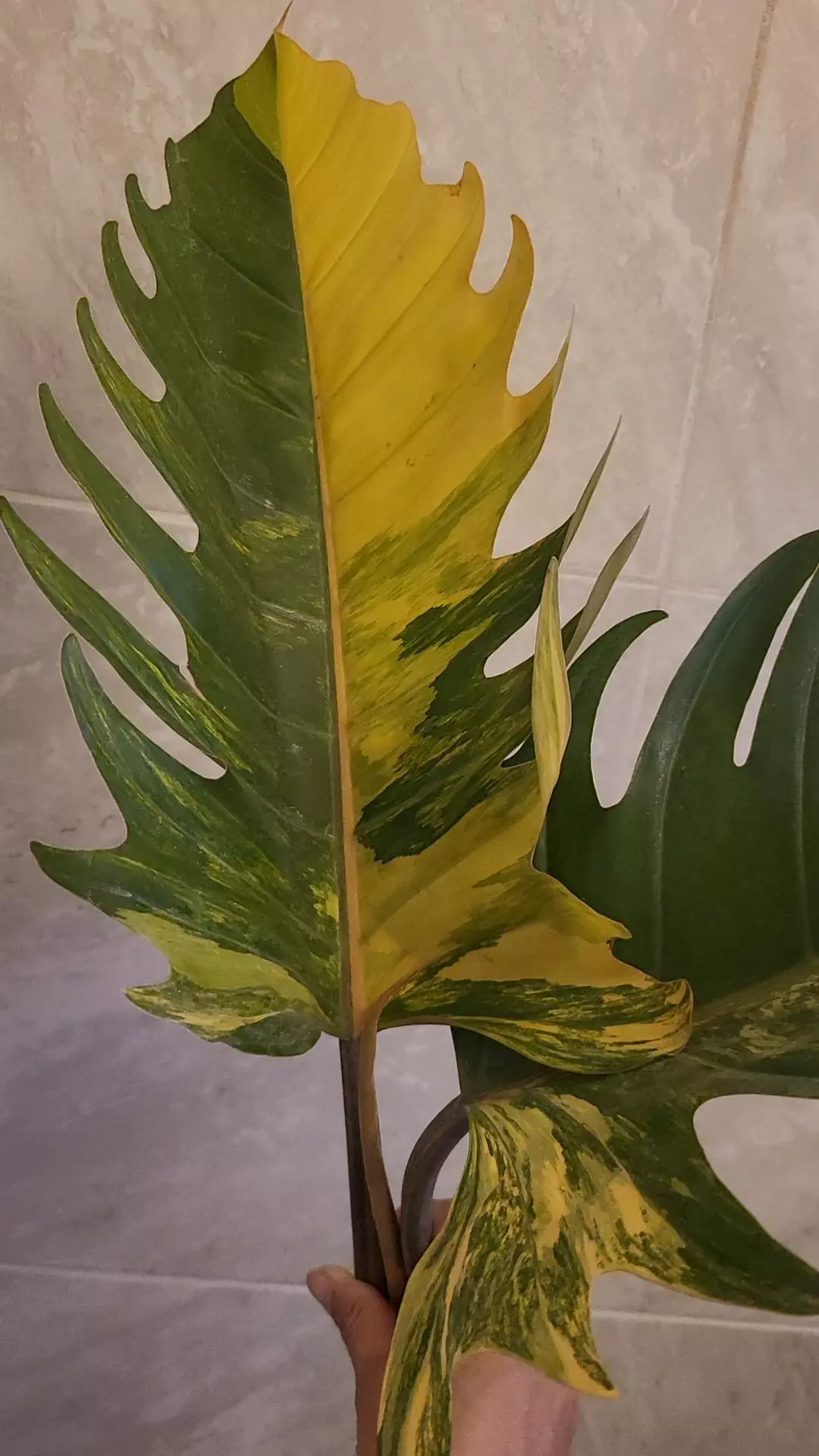 Philodendron caramel marble ( huge leaves) thumbnail