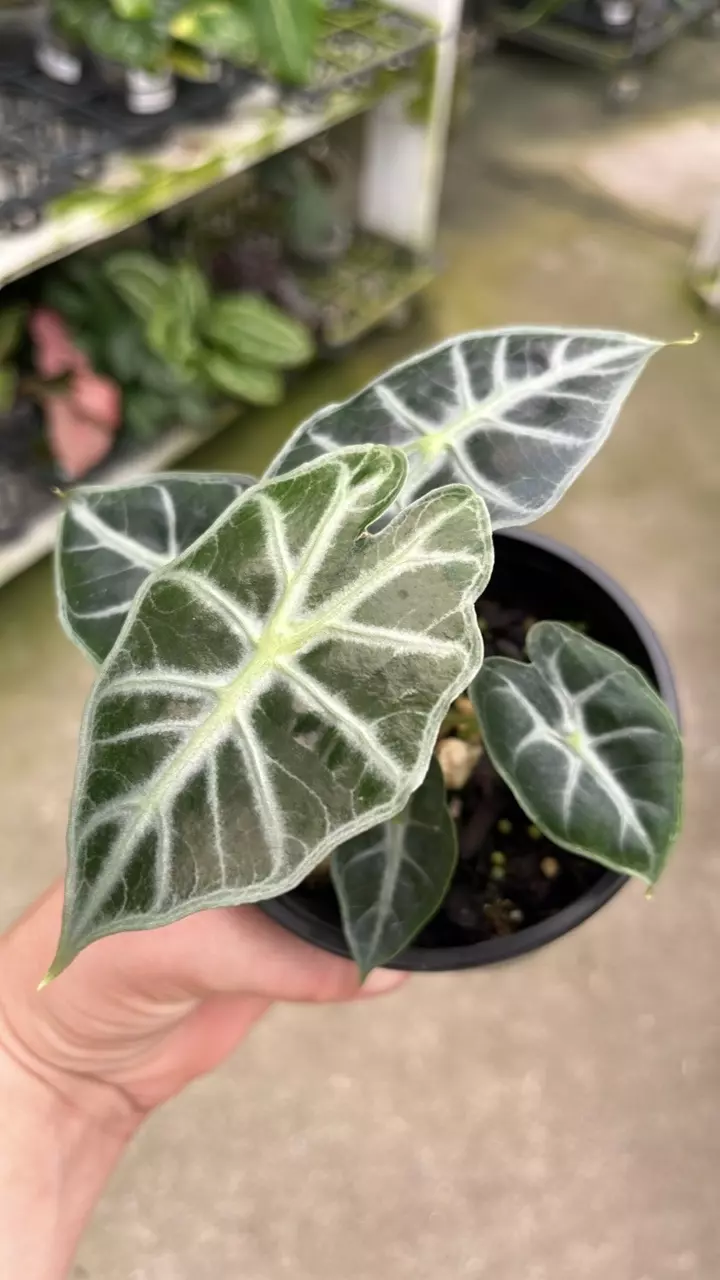 A582 Alocasia Mandalay seedling thumbnail