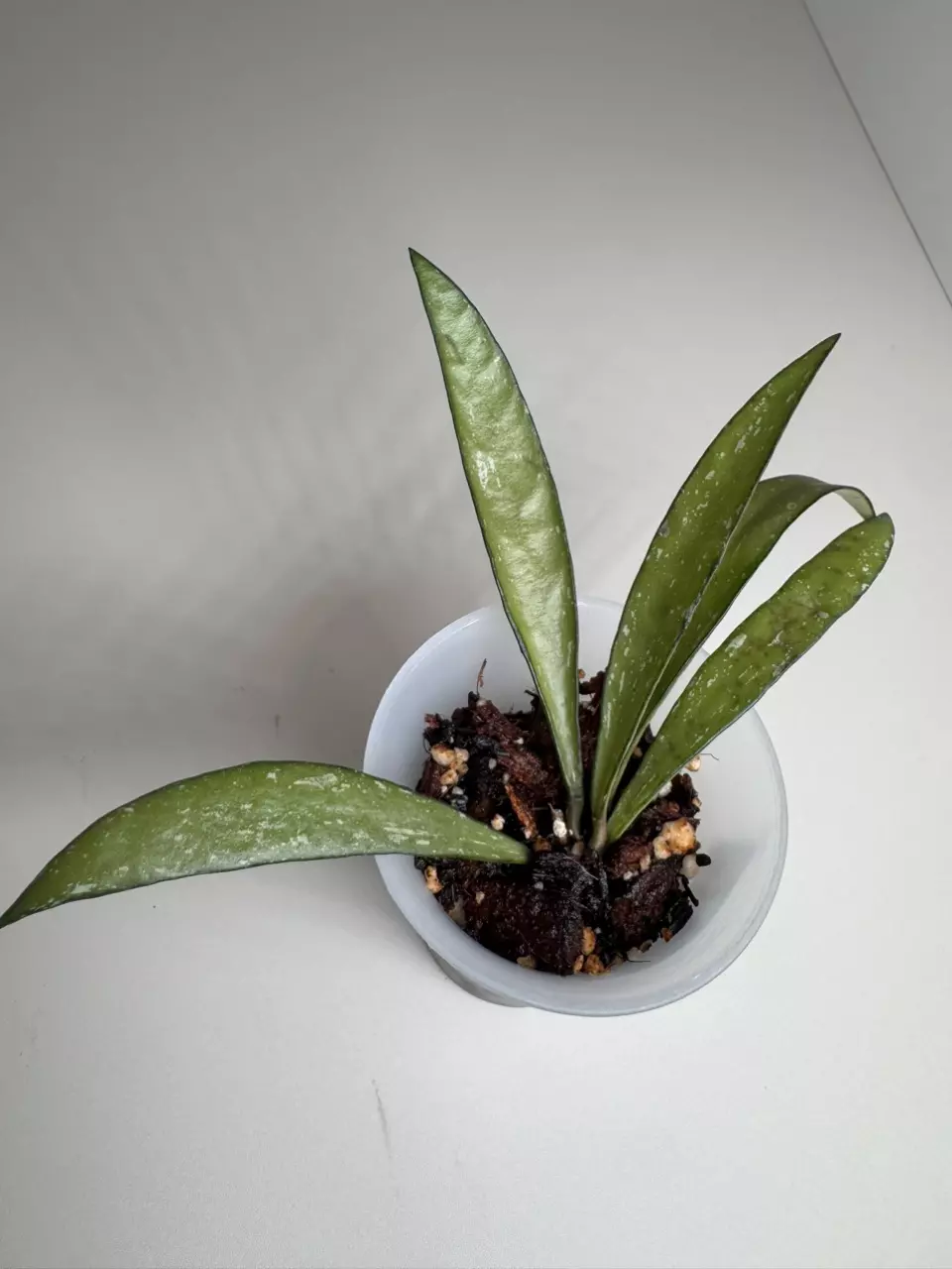 Hoya Bamboo Splash 0870 thumbnail