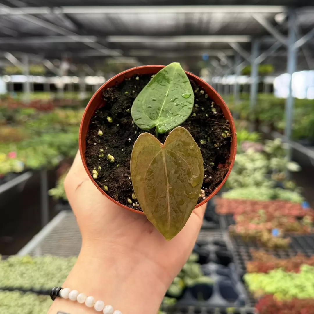 Anthurium Blue Papi x Carla Specific 4” Pot 8961ZSP | F | thumbnail