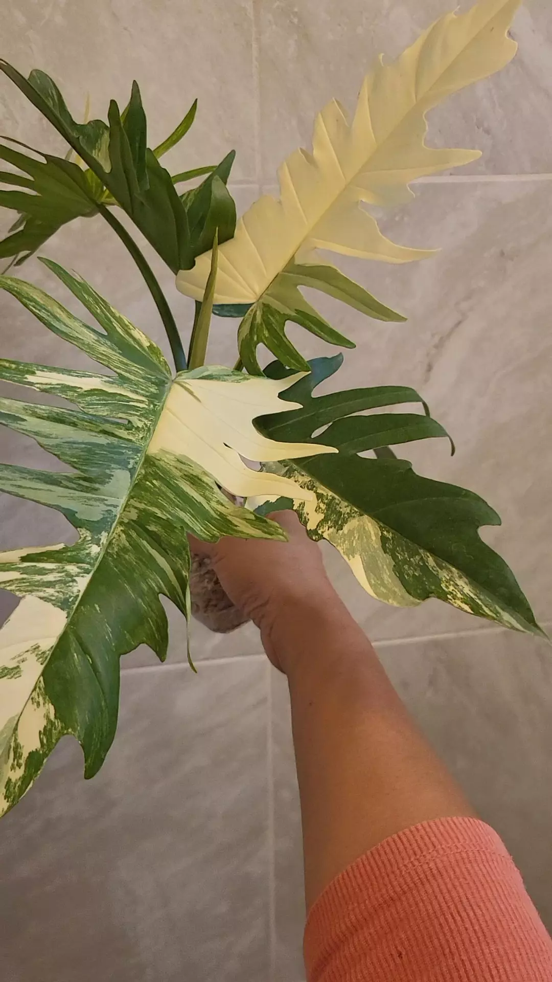 Philodendron florida beauty × tortum thumbnail