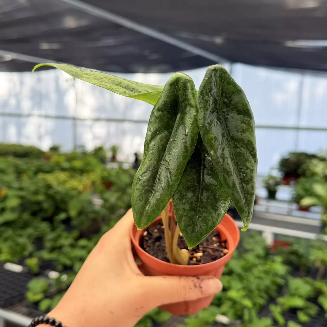 Alocasia Venusta Specific 4” Pot 8955ZSP | F | thumbnail