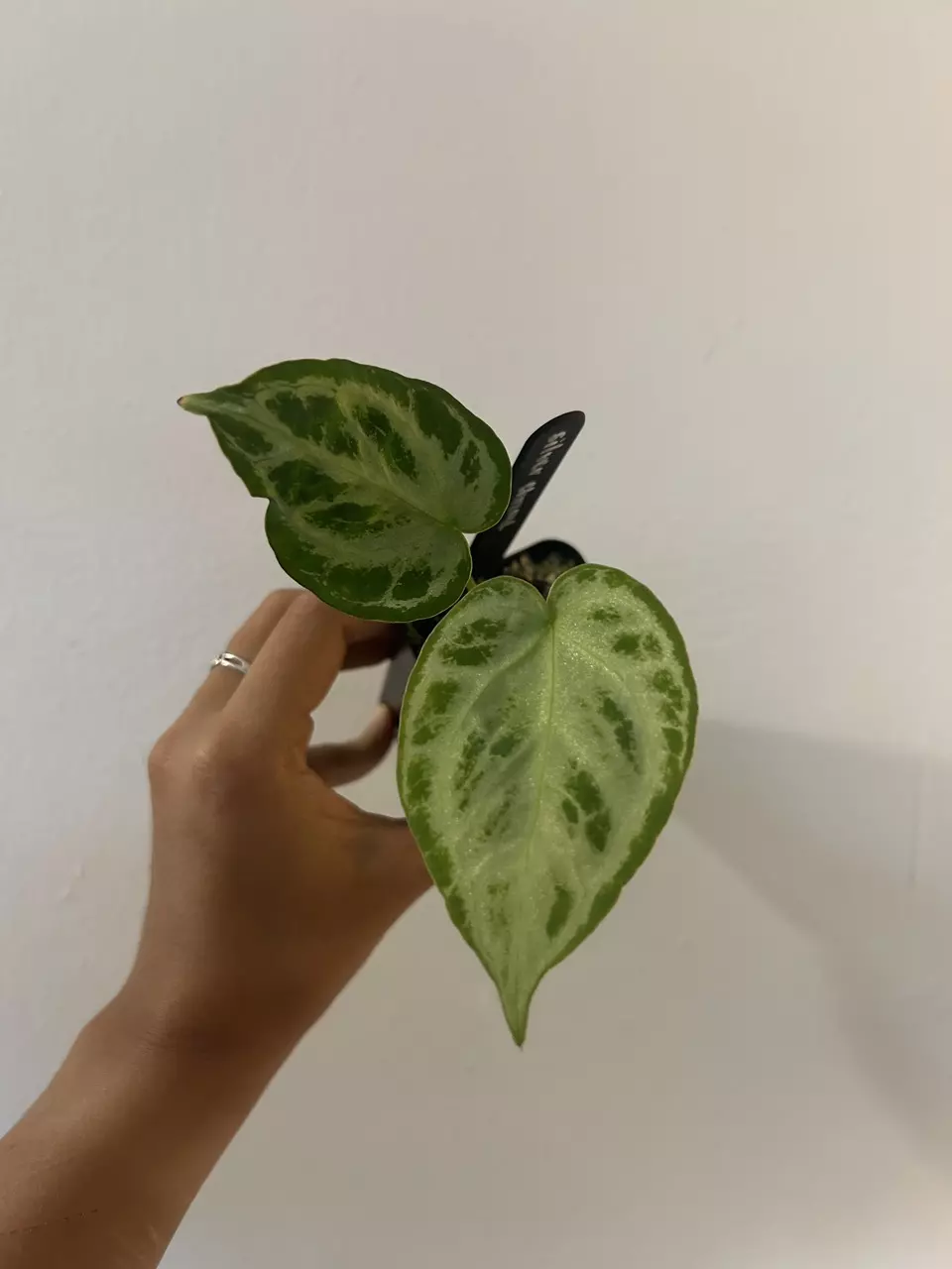 Anthurium Silver Chrome thumbnail