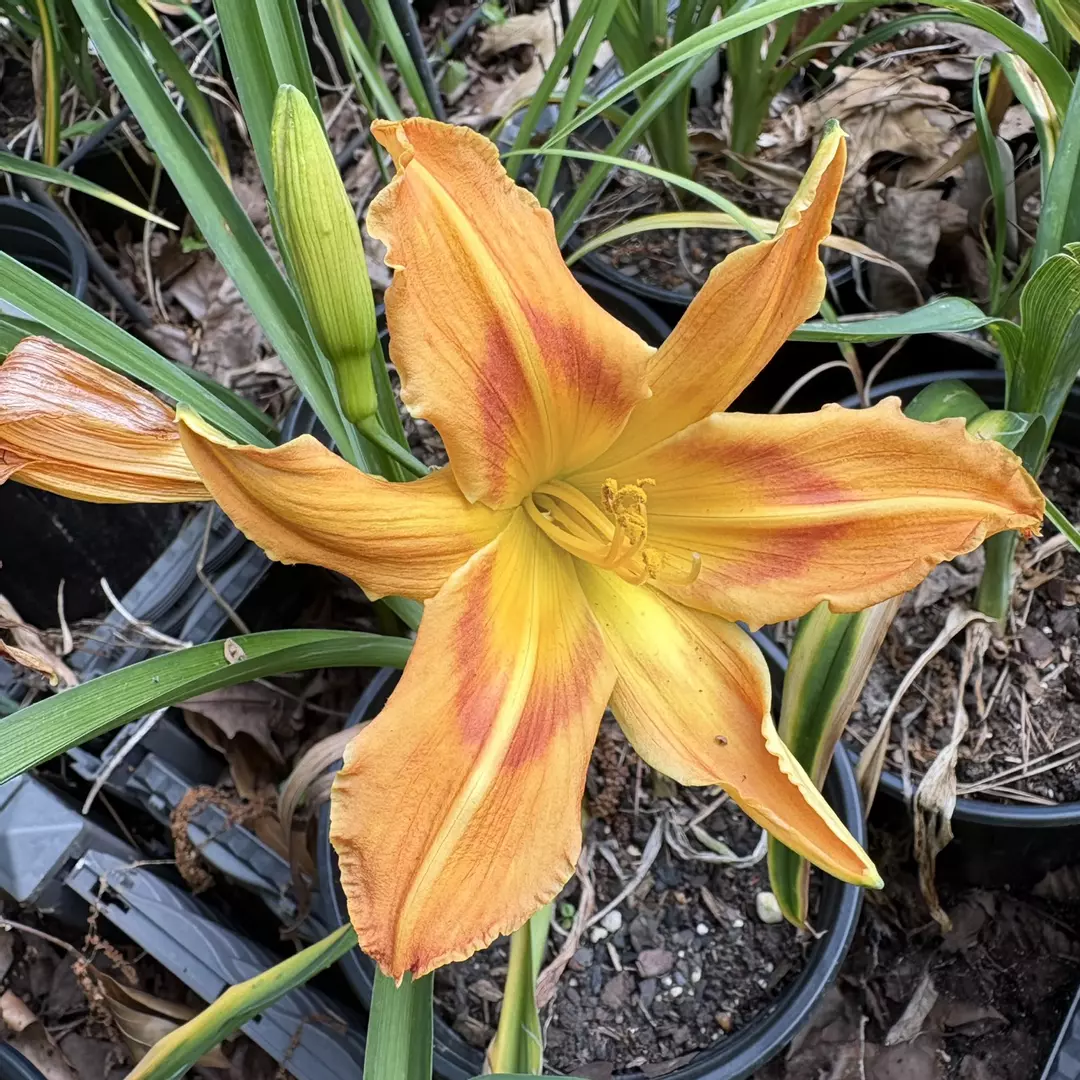 Daylily “Orangutan” - Single Fan thumbnail