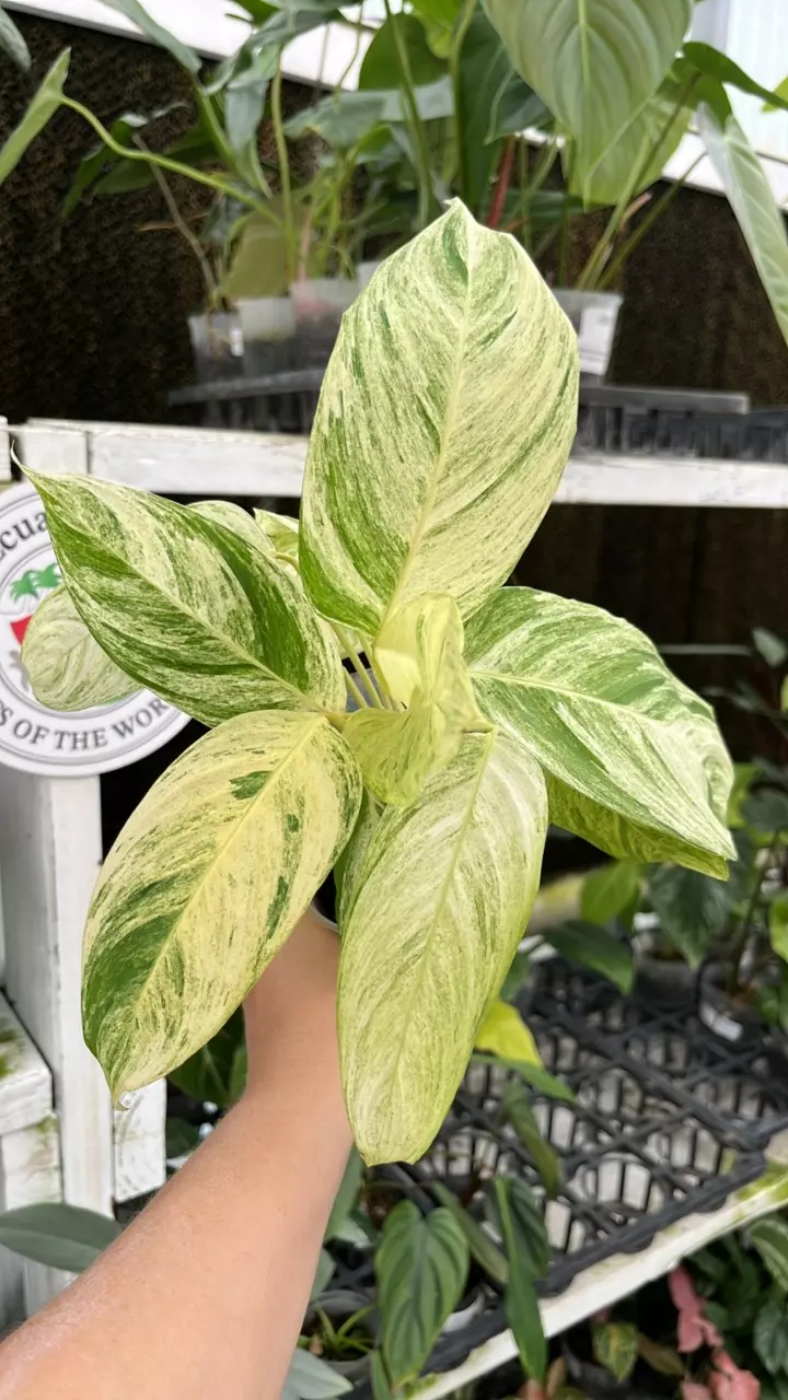 a585 Stromanthe Charlie thumbnail
