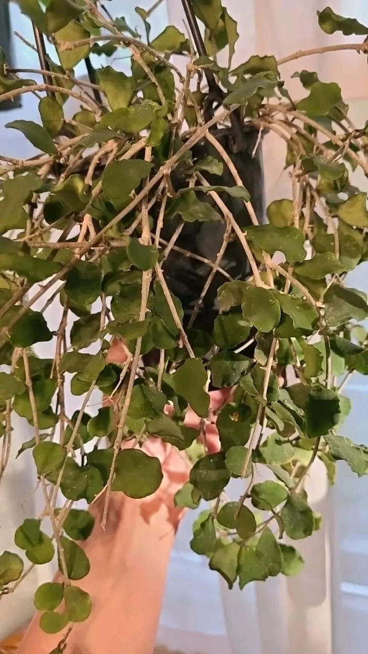 FRESH CUT Hoya Kanyakumariana 2 Nodes thumbnail