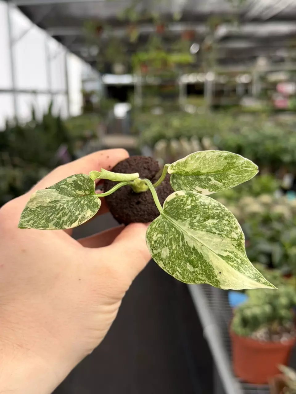 Monstera Gold Splash Specific Starter 8582DAP | F thumbnail