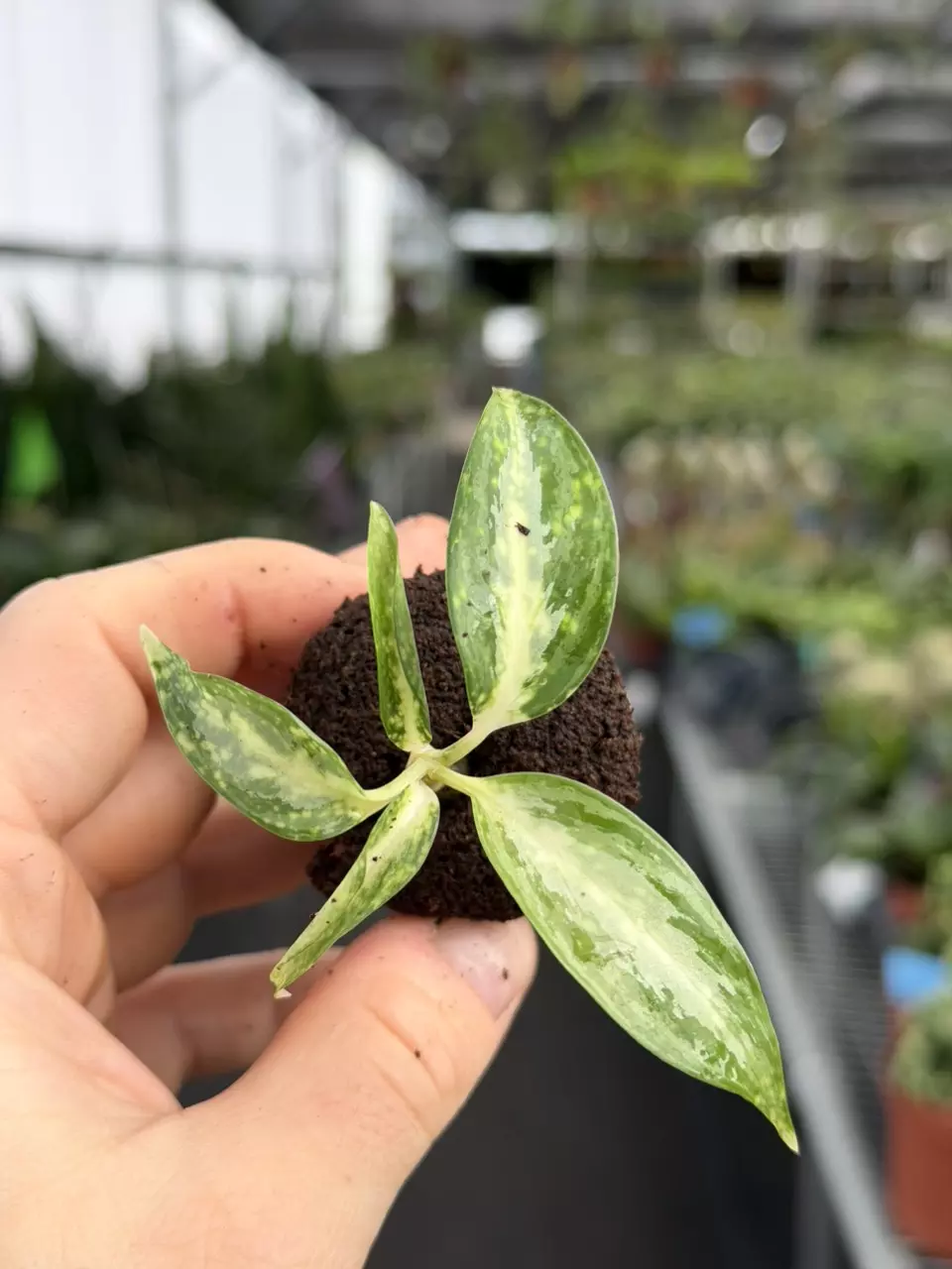 Aglaonema Moonshine Specific Starter 8580DAP | F thumbnail