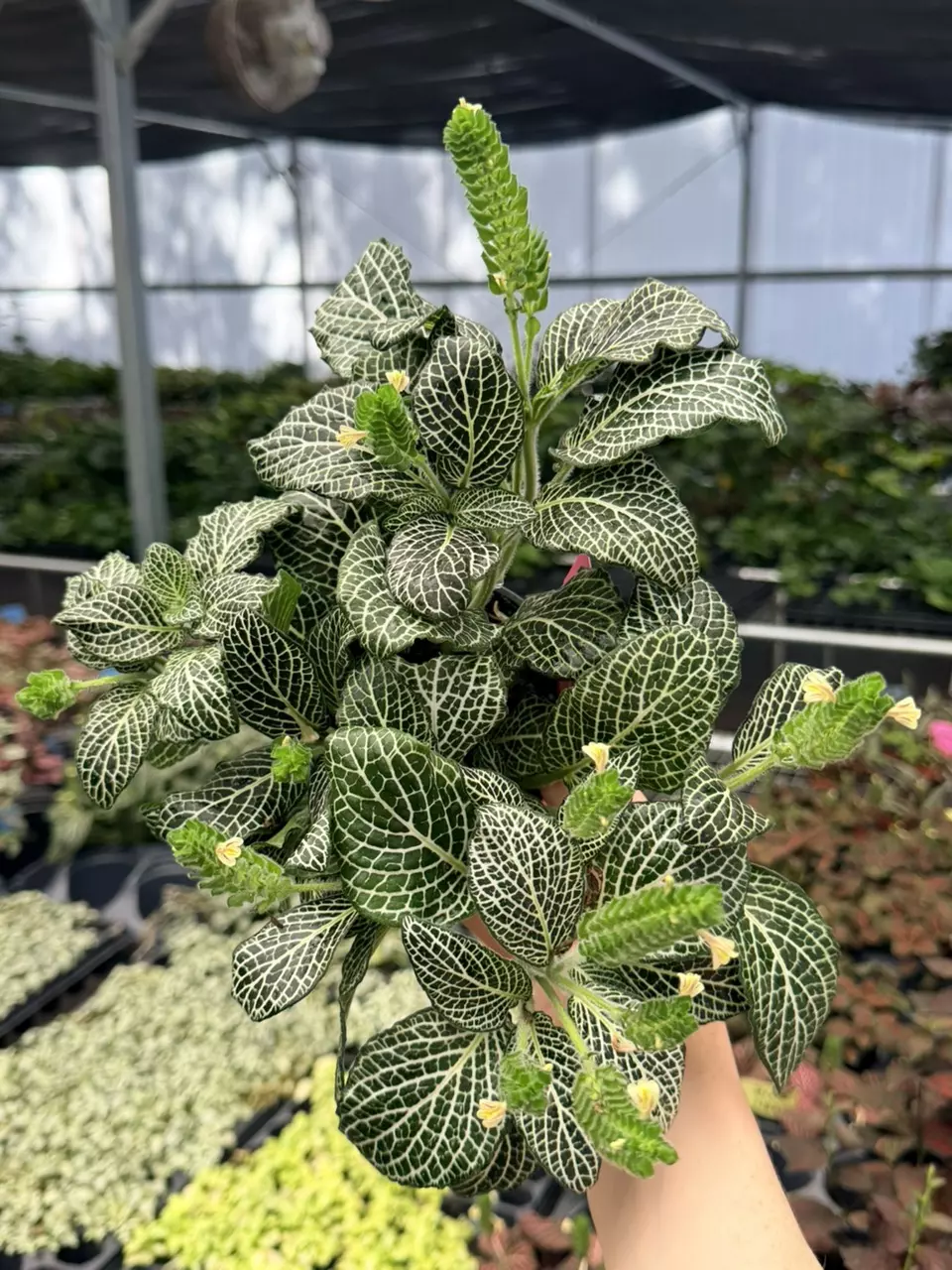 Fittonia White “Nerve Plant” Specific 4” Pot 8739FEP | F thumbnail