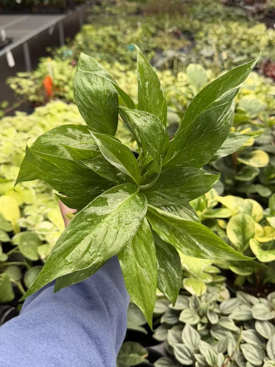 Variegated Spathiphyllum Domino Specific 4” Pot 8636SMP | F thumbnail