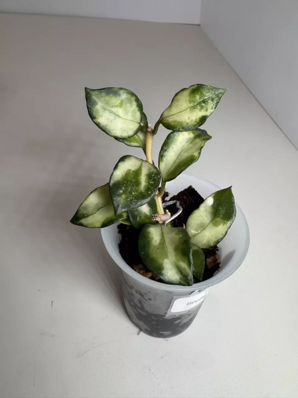 Hoya Bruno Tri color 0878 thumbnail