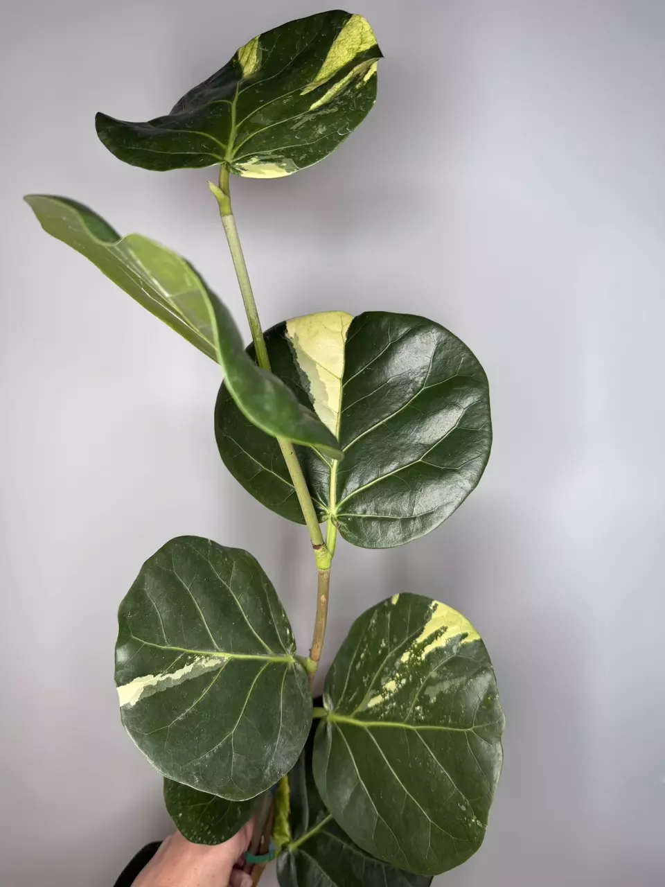 Sea Grape Variegated thumbnail