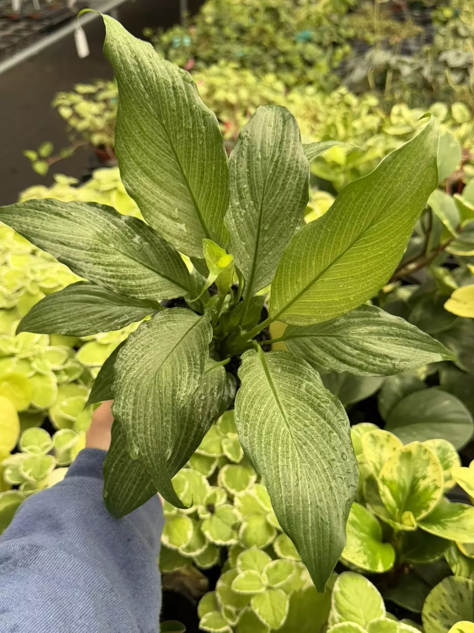 Mint Spathiphyllum Platinum Specific 4” Pot 8647SMP | F thumbnail