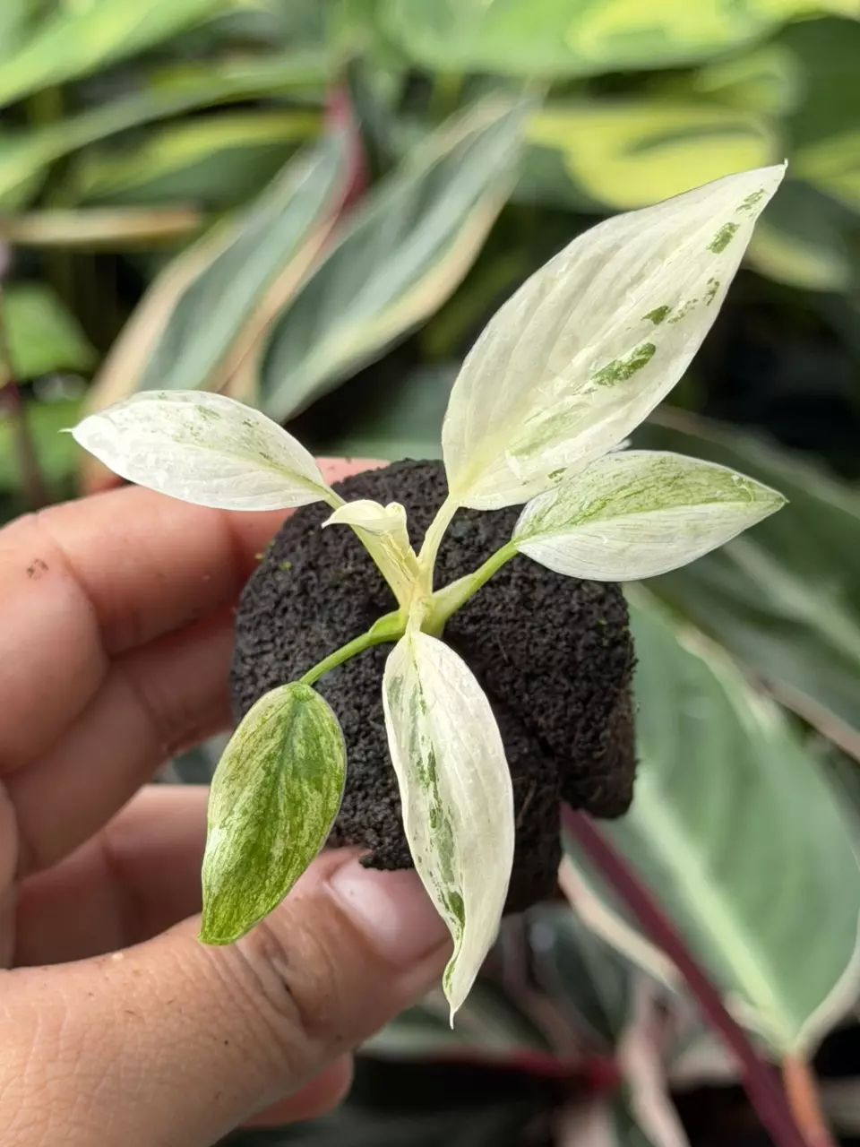 Homalomena Snow White Variegated Specific Starter 8861HMP | F thumbnail