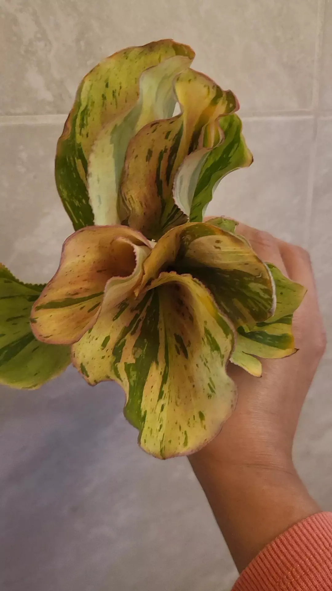 Kaempferia sp variegated thumbnail