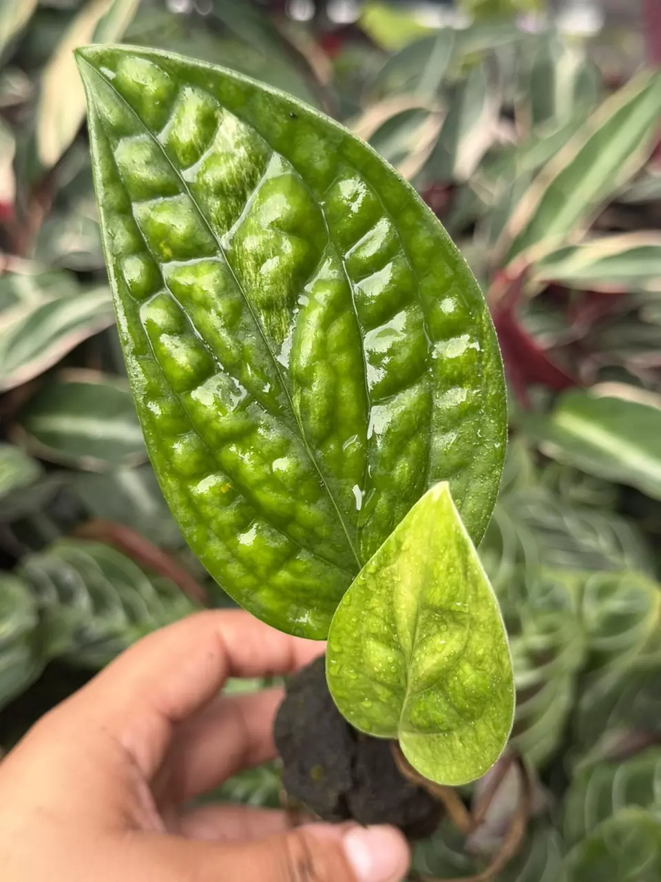 Variegated Monstera Peru Specific Starter 8853HMP | F thumbnail