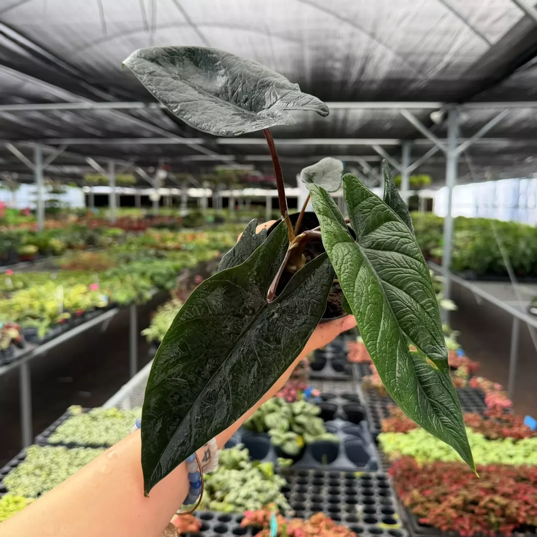 Alocasia Scalprum Specific 4” Pot 8945ZSP | F | thumbnail