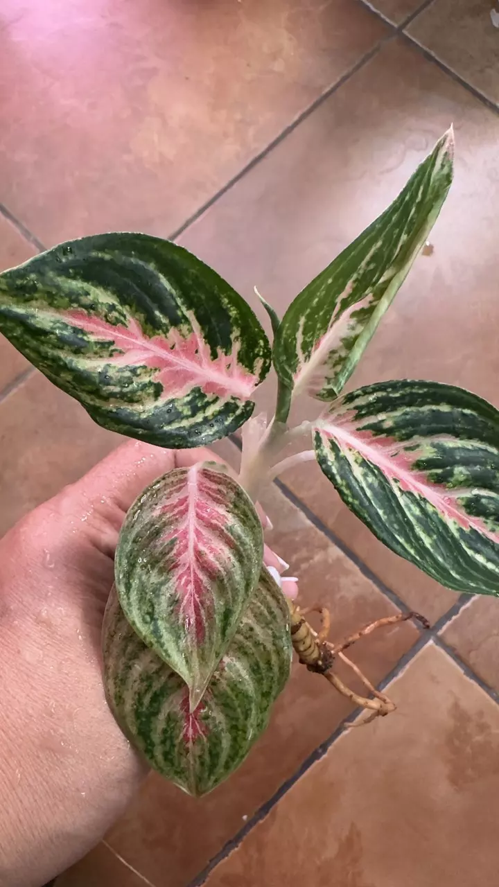 43. Aglaonema Mahanakorn thumbnail