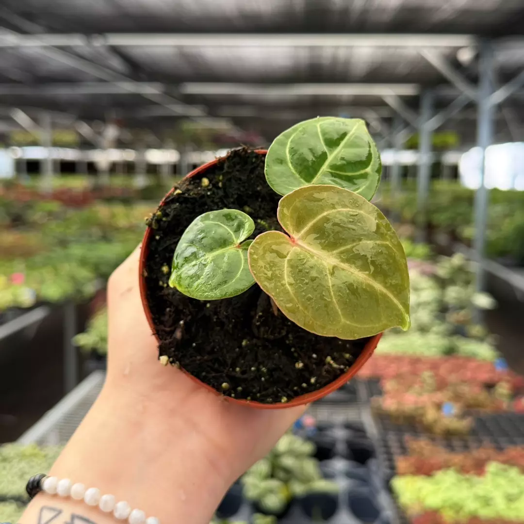 Anthurium HU x Hoffmanii Specific 4” Pot 8959ZSP | F | thumbnail