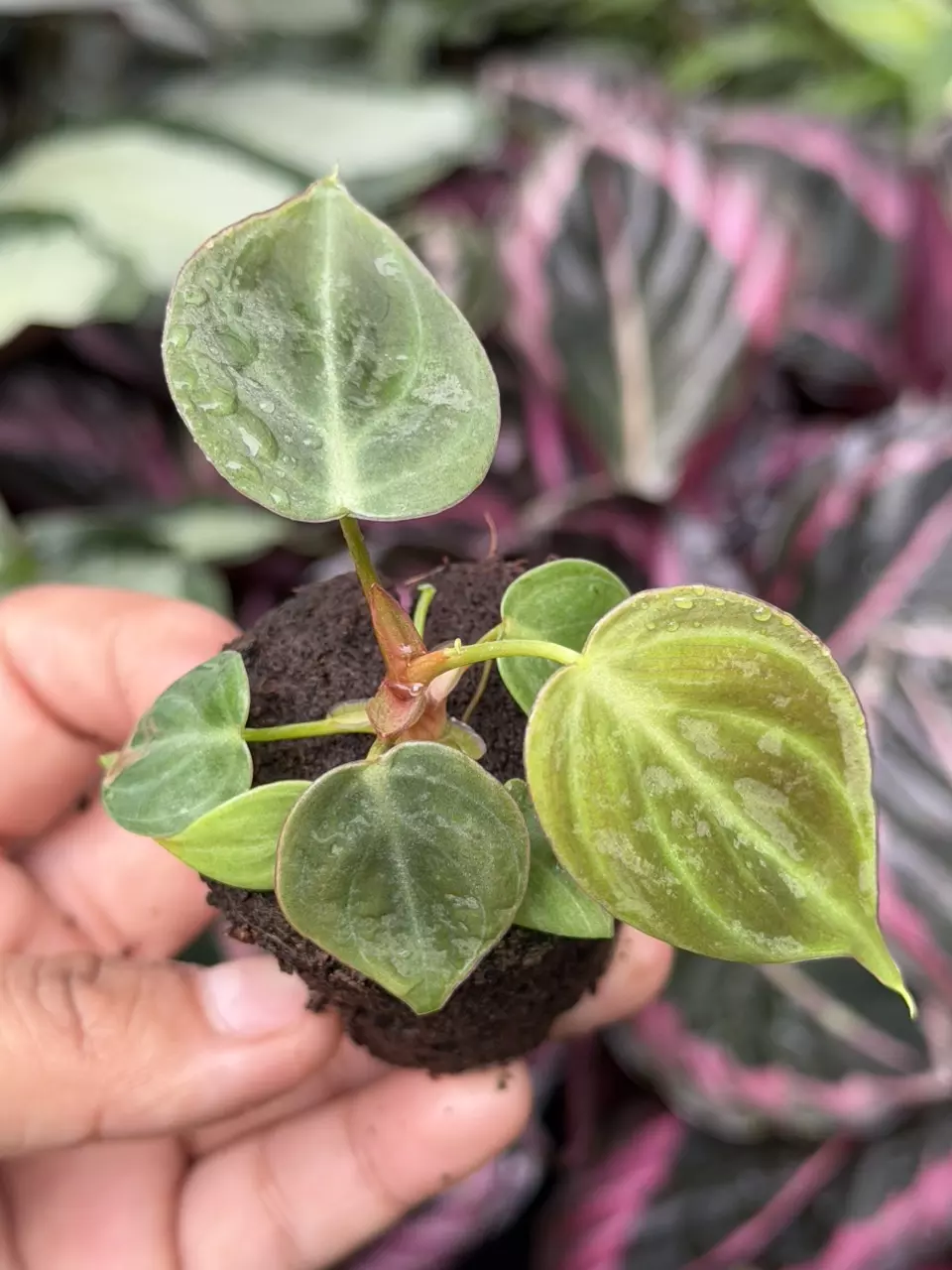 Philodendron El Choco Red Specific Starter 8863HMP | F thumbnail