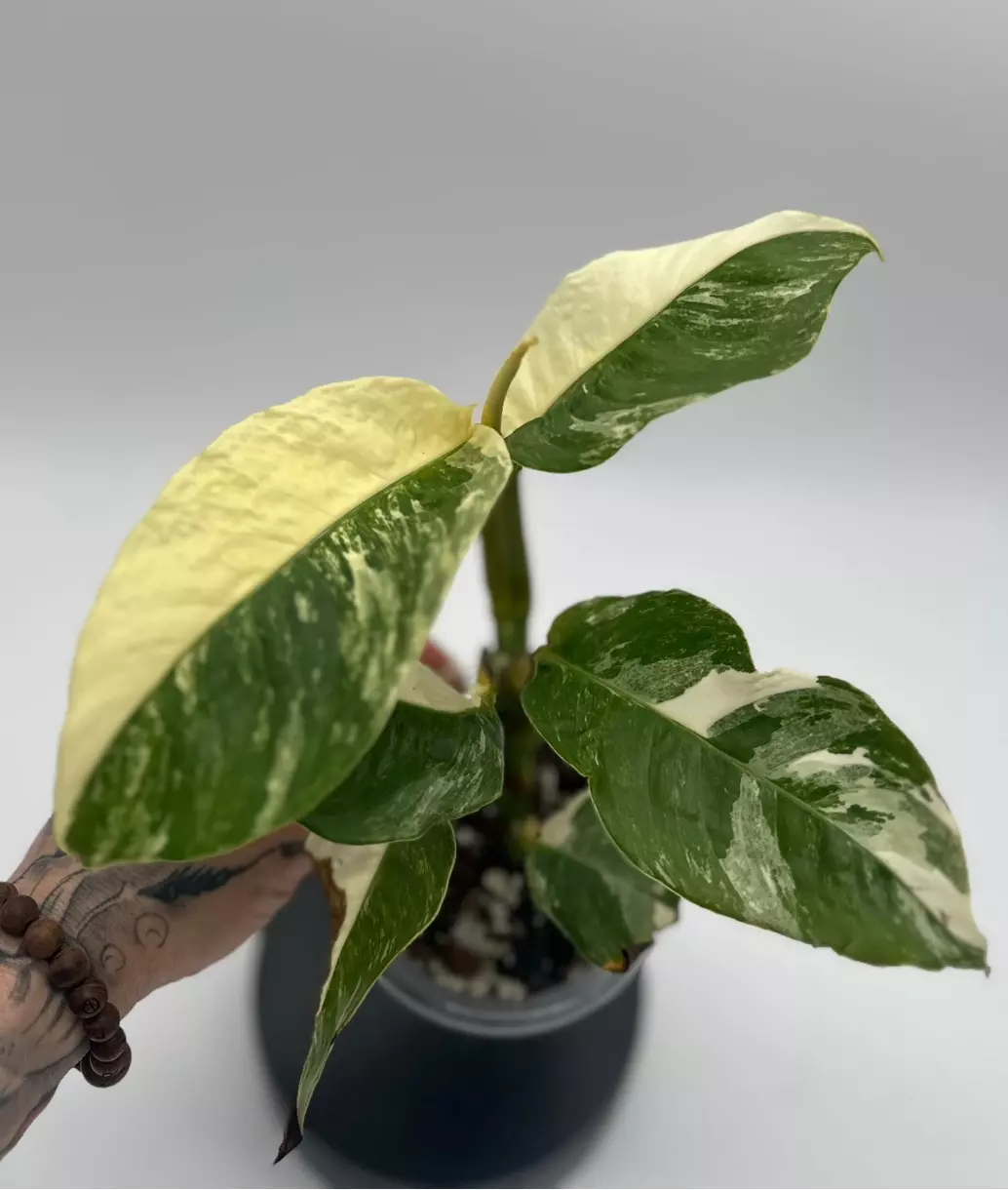 Rhaphidophera Forminefera Albo thumbnail