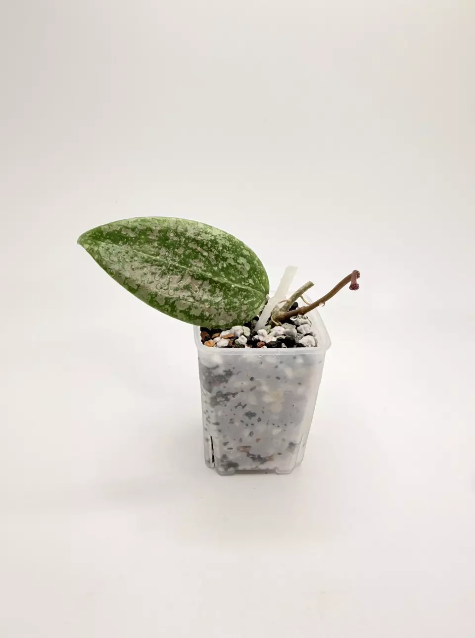 Hoya Wibergiea Pink Crush DMW-001-U (rooted) thumbnail