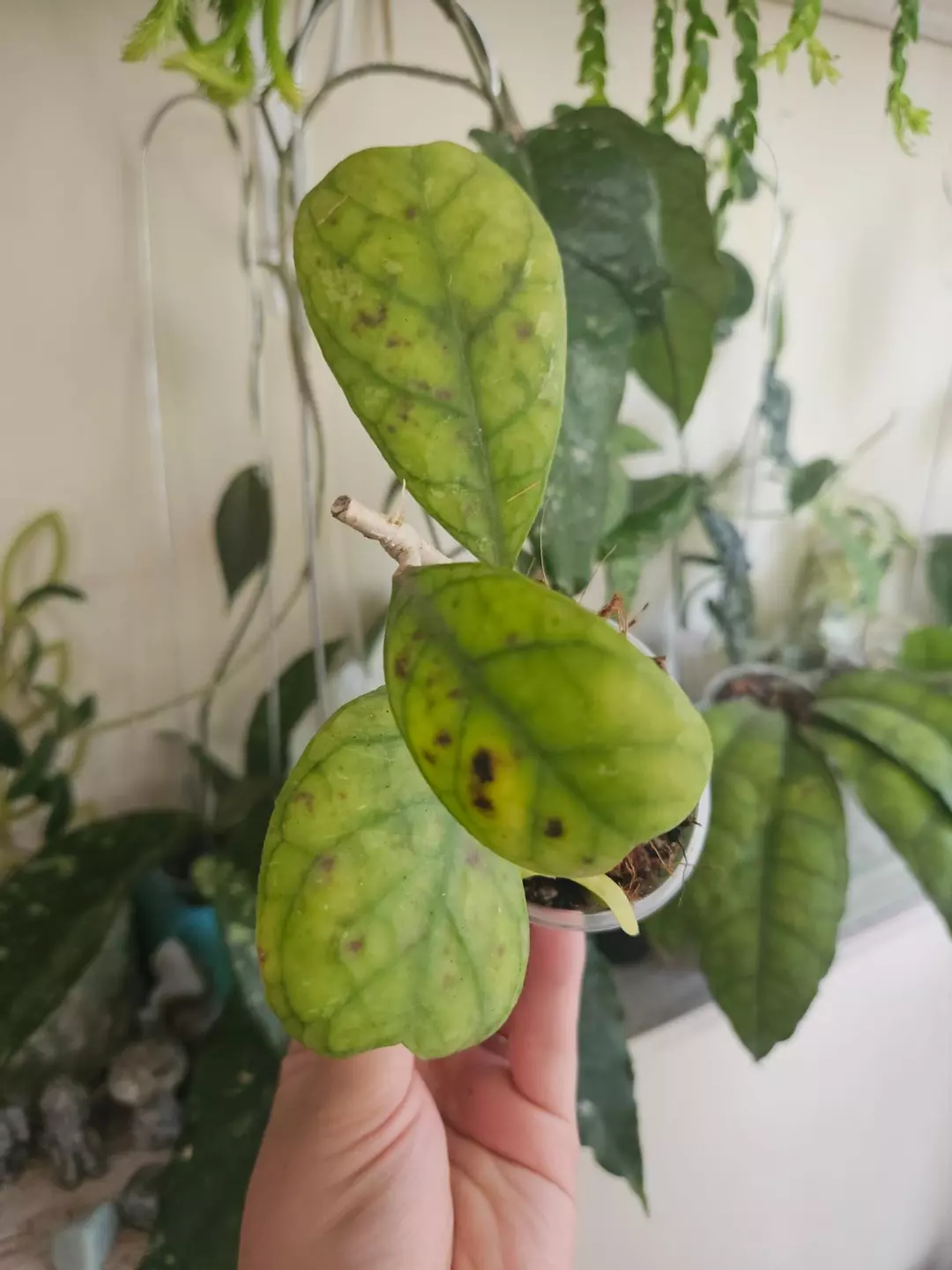 Hoya deykea ugly duckling # 263 thumbnail
