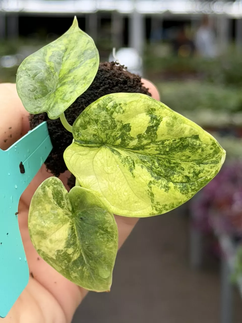 Alocasia Silver Dragon Variegated Specific Starter 8561DAP | F thumbnail